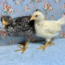 房総地鶏とアローカナ🐤🐤🐤…♪*ﾟ 5月16日