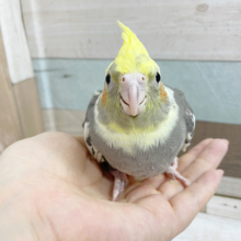 警戒姿もかわいい♡オカメインコヒナ(パイド)