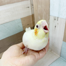 ご飯の時間はてちてち…オカメインコヒナ(ルチノー)