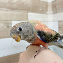 超ホヤホヤ最新画像♪久しぶりの入舎！ローズアキクサインコさんです♥️