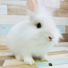 超ホヤホヤ最新画像★ライオンラビット！４つ子ちゃん～～　