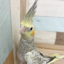 怖がりさんだけど手乗りさん♥オカメインコ(パール)