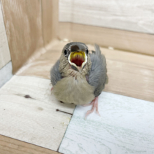 たくさん食べるよ☆人気の桜文鳥さん！