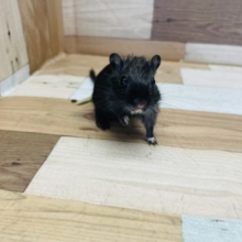 可愛すぎて目がハート♡カラージャービルくん！
