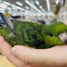 超ホヤホヤ最新画像♪ピタリとくっつき虫？サザナミインコ(ノーマル)