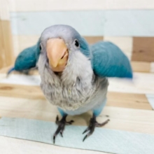躍動感がスゴい★オキナインコヒナ(ブルー)