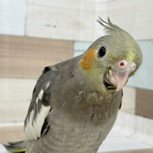 超ホヤホヤ最新画像☆ぽってり体形～オカメインコ　ノーマルになります☆
