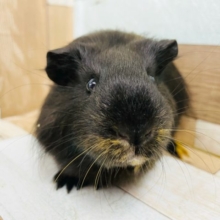 何の動物さん？？イングリッシュモルモットくん！