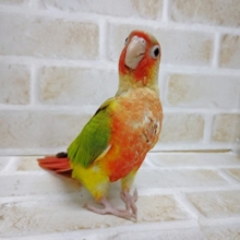お顔が真っ赤 ウロコインコ☆パイナップル（レッドチーク）　2021年06月20日