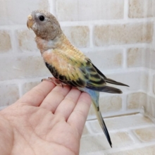 淡いカラーが素敵♡　アキクサインコ☆ローズ　2021年07月18日