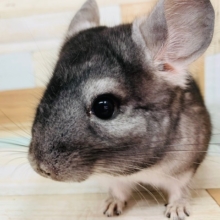 くりくりおめめ♡チンチラ(グレー)くんが入舎です♪