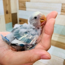 人気のカラー再び♪コザクラインコ(ブルーチェリーパイド)さん♪