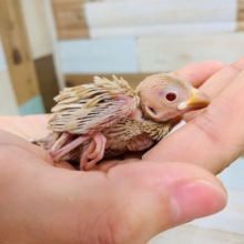 不動の人気♪シナモン文鳥さん☆