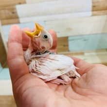 真っ白が人気の秘訣?!白文鳥さん☆