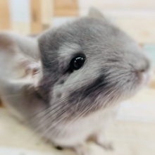 牧草に夢中です！チンチラちゃん(ヴァイオレット)♪