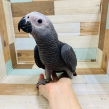 久々に入舎です♪ヨウムくん☆