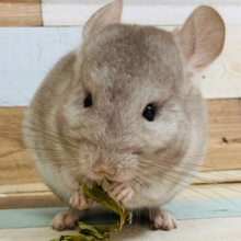 手の中でまったり♪チンチラ(シナモン)ちゃん♡