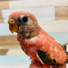 鳴き声が可愛い♡アキクサインコ(ローズ)さん♪