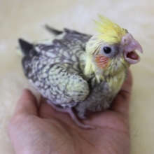 手乗りオカメインコ ヒナちゃん（パール）