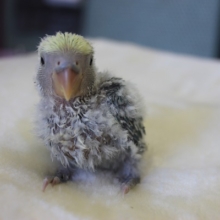 手乗りコザクラインコ（ブルーチェリーパイド）ヒナちゃん