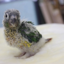 手乗りウロコインコ（ワキコガネ）ヒナちゃん★