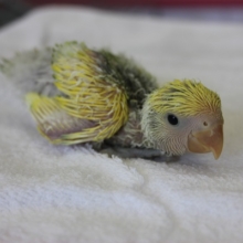 手乗りコザクラインコ（タイガーチェリー）ヒナちゃん②