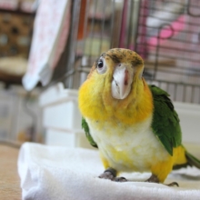 たまらないかわいさ♥手乗りシロハラインコちゃん♥