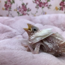ちっさな白文鳥来ました　６／２撮影