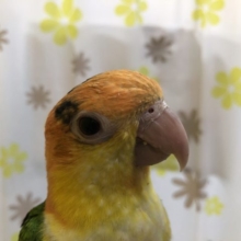 甘ったれシロハラインコ来ました　６／４撮影