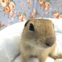 ふたたび登場リチャードソンジリスです　６／９撮影