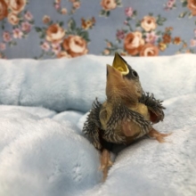 桜文鳥入舎です　６／９撮影