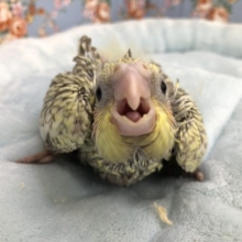 オカメインコが～　来た～！！　６／１０撮影