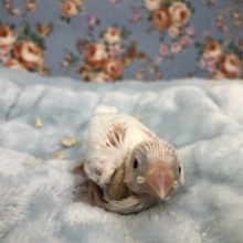 白文鳥  今週も登場　６／１８撮影