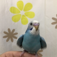セキセイインコ　オパーリンです　６／２１撮影