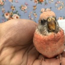 アキクサの時期ですね～　６／２３投稿