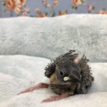 定番！　桜文鳥です　６／２３投稿