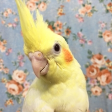 オカメインコ（ルチノー）　２０２１年５月生まれ