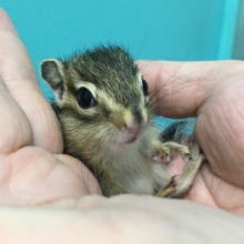 シマリス　２０２１年４月生まれ　