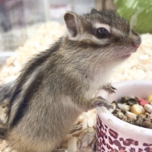 馴れる予感！シマリス　男の子