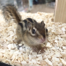恐らく今年最後です！　シマリス　女の子
