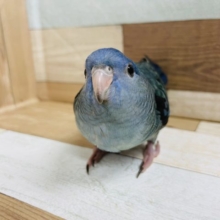 嬉しくて膨らみます♥サザナミインコヒナ(コバルトブルー)