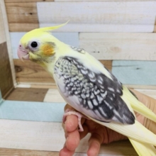 1人餌になり模様がでました♪オカメインコ　パールパイドです！