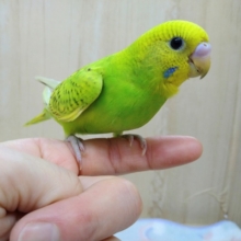 当店命名！若竹カラーのナデナデ好きセキセイインコさんいますよ〜