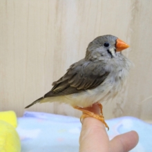 抱っこ大好き！キンカ鳥のつくねちゃん（仮）
