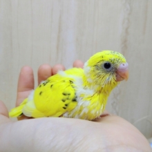 ヒマワリみたいに鮮やかな黄色のセキセイインコヒナ来ました〜