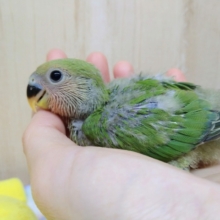 ノーマルカラーの小桜さん、来ましたよ〜