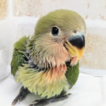 緑色の翼が目を引く🍀 コザクラインコ(ノーマル) その1