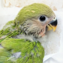 運命です🙏 コザクラインコ(ノーマル) その2