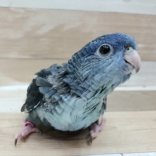 ひとり餌になりました！！動きが可愛いサザナミさん