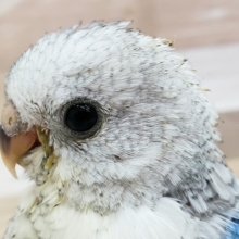 スッゴい素敵、美声インコブルー